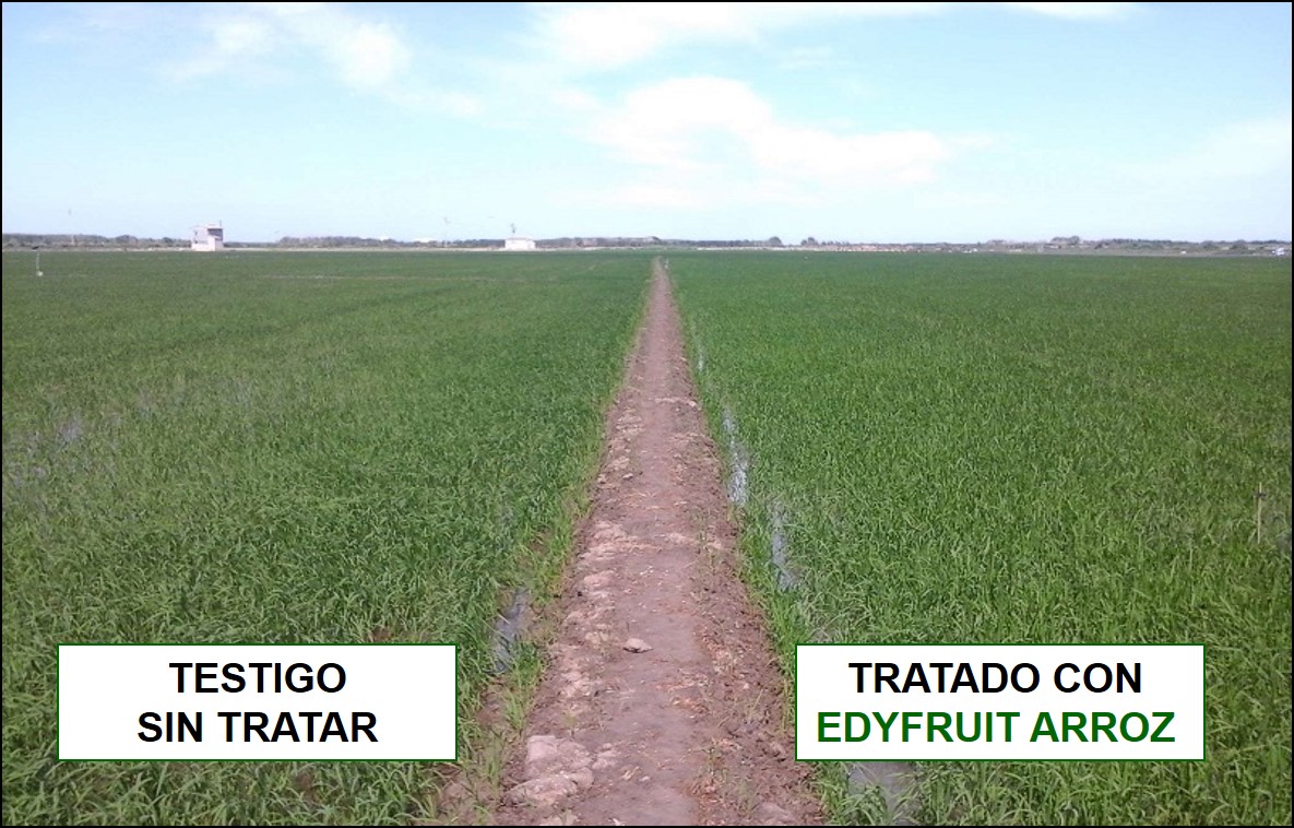 Comparativa de las plantas de arroz tratadas con EDYFRUIT ARROZ con Testigo